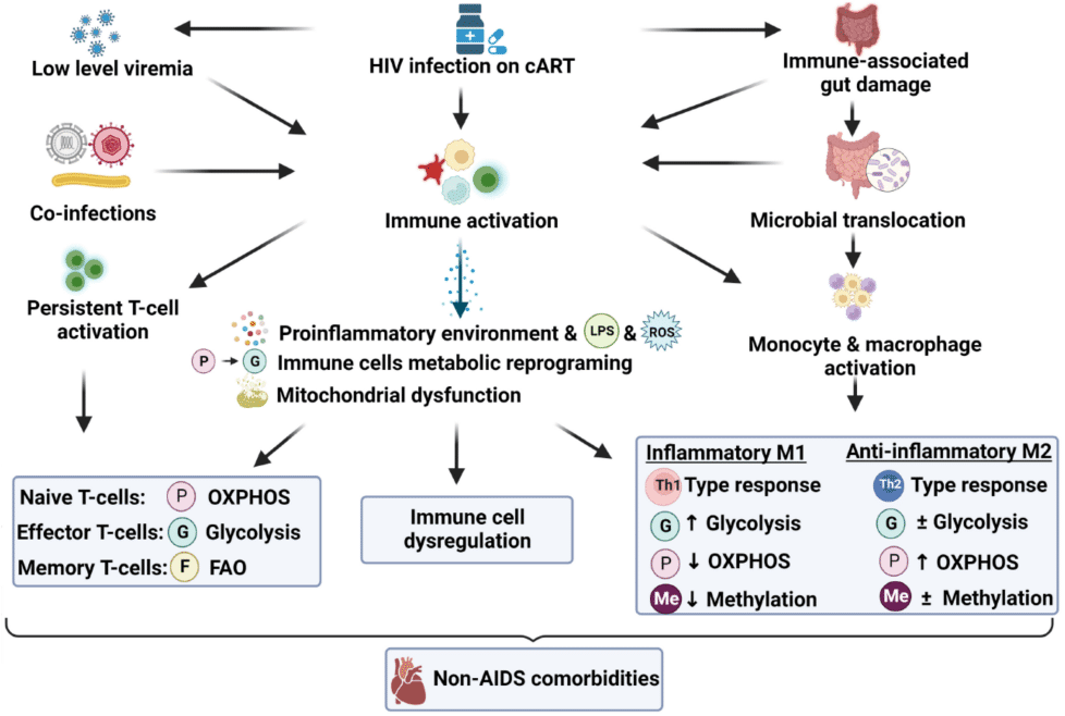 Fig.1 Dysfunctional immunometabolism in HIV infection. (Teer, Nyasha and M, 2022)