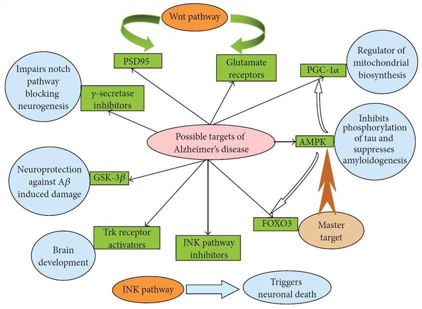 Probable therapeutic entities acting on different receptor signaling pathways of AD.