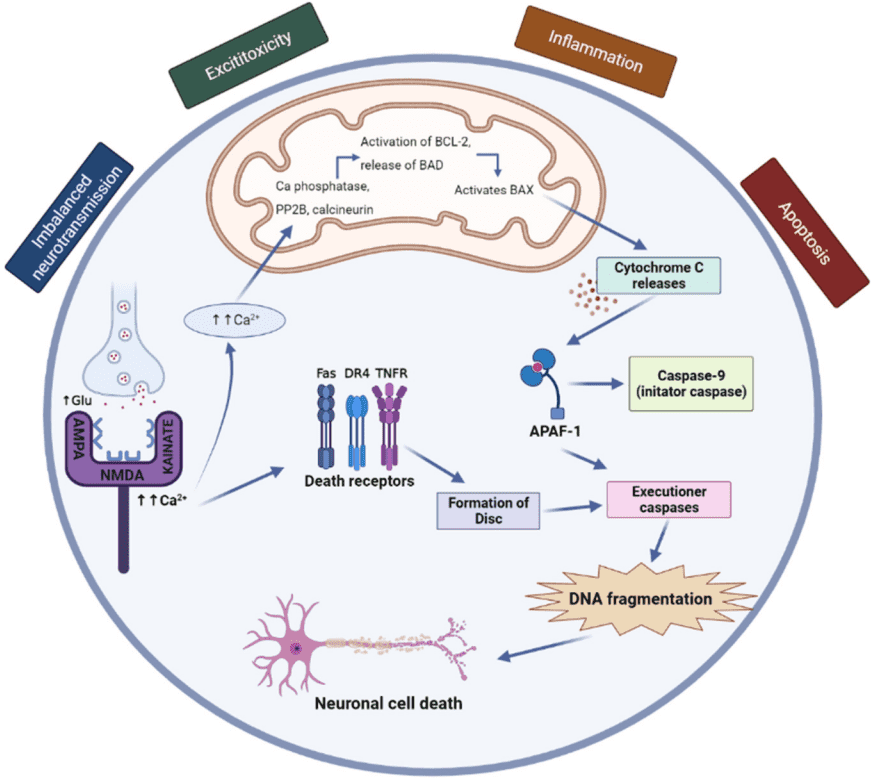 Fig.1 Neuropathology of epilepsy. (Hastuti, et al., 2022)