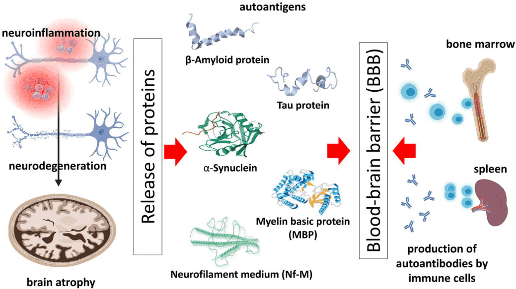 Fig.1 Role of autoantibodies in neurodegenerative diseases. (Miteva, Georgi and Tsvetelina, 2023)