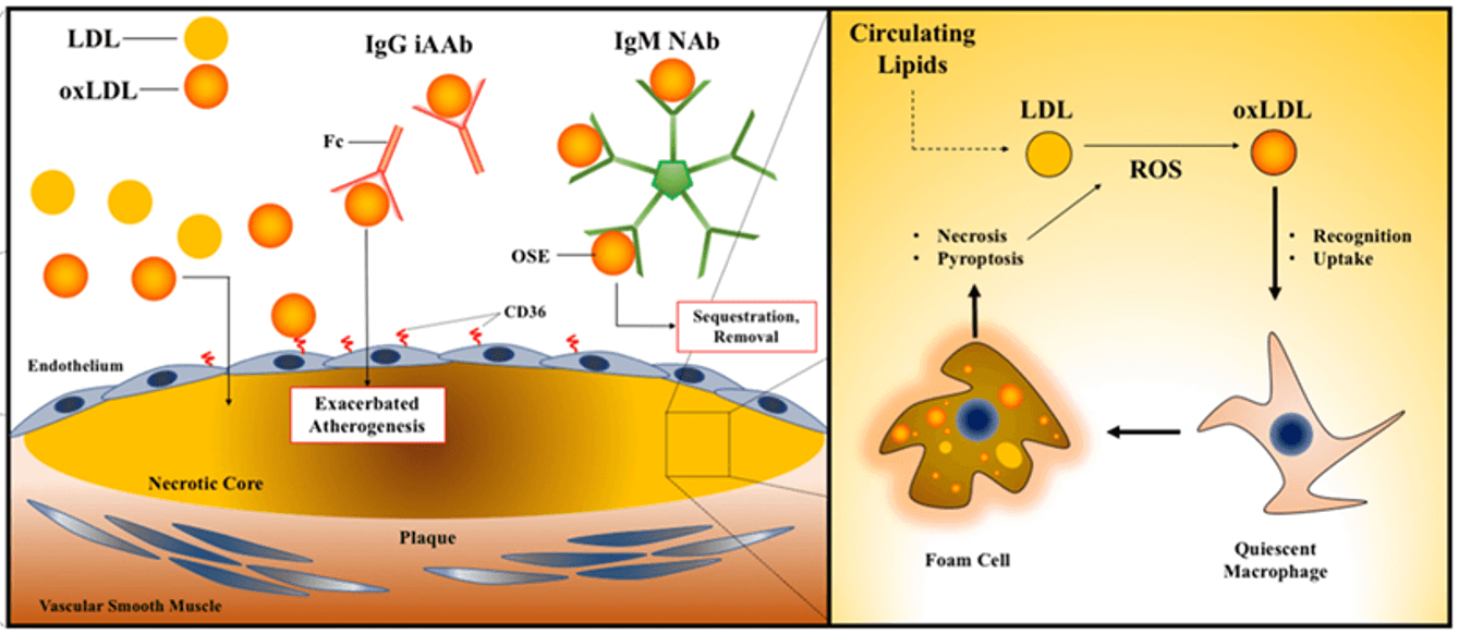 Schematic for NAA in atherogenesis.