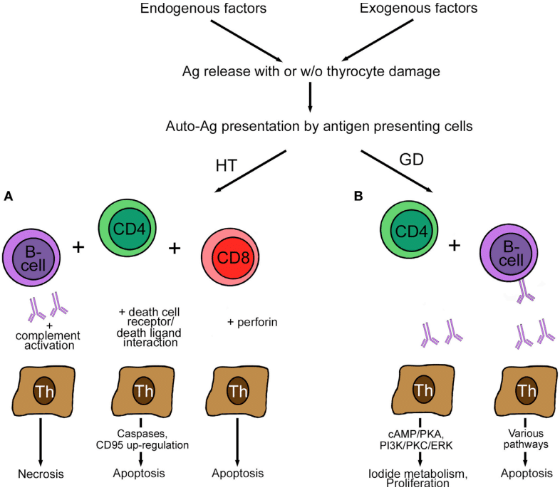 Fig.2 Link between Hashimoto's disease and Graves' disease. (Fröhlich and Richard, 2017)