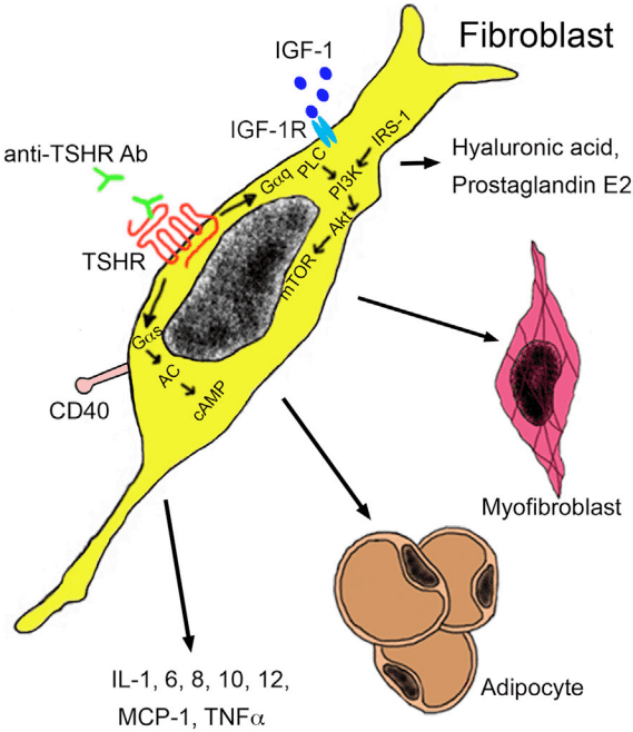 Fig.2 Autoantibodies in Graves’ orbitopathy. (Fröhlich and Richard, 2017)