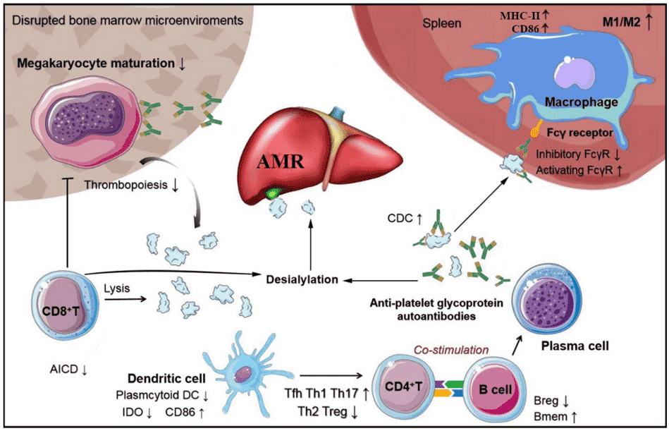 Fig.1 ITP pathophysiology. (Liu, Yu and Ming, 2023)