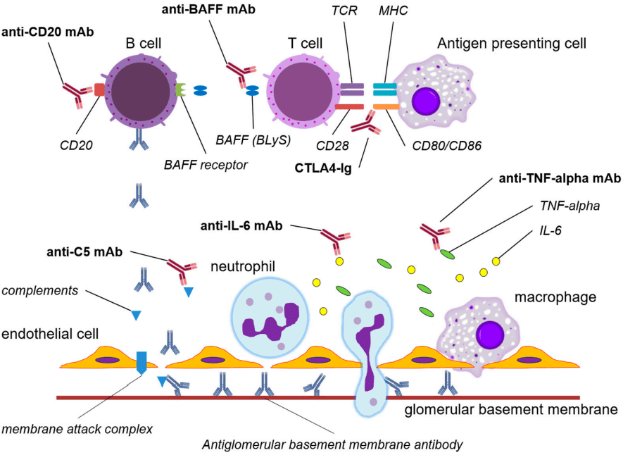 Fig.1 Autoantibodies in anti-GBM disease. (Yamashita, et al., 2023)