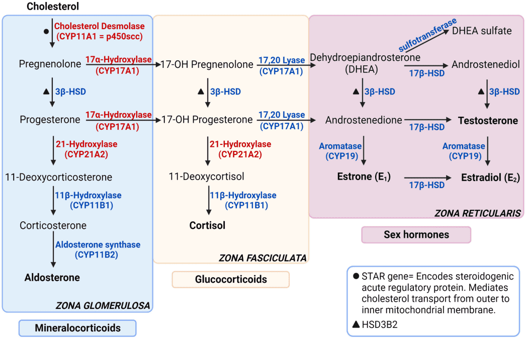 Fig.1 Synthesis of adrenal cortex hormones. (Wolff, Isil and Bergithe, 2023)