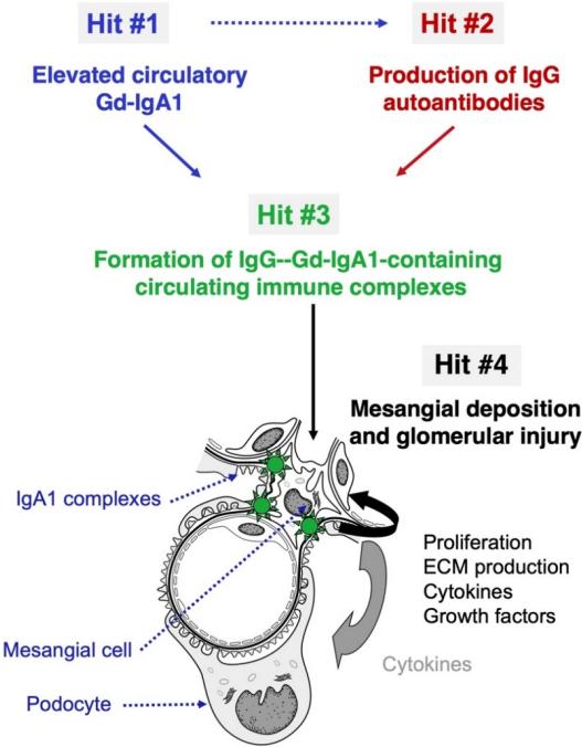 Fig.1 IgA nephropathy pathogenesis. (Knoppova, et al., 2021)