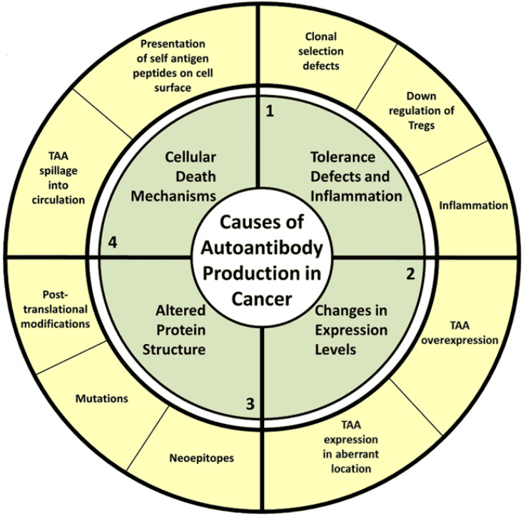 Fig.1 Autoantibody production in cancer. (Zaenker, Elin and Melanie, 2016)