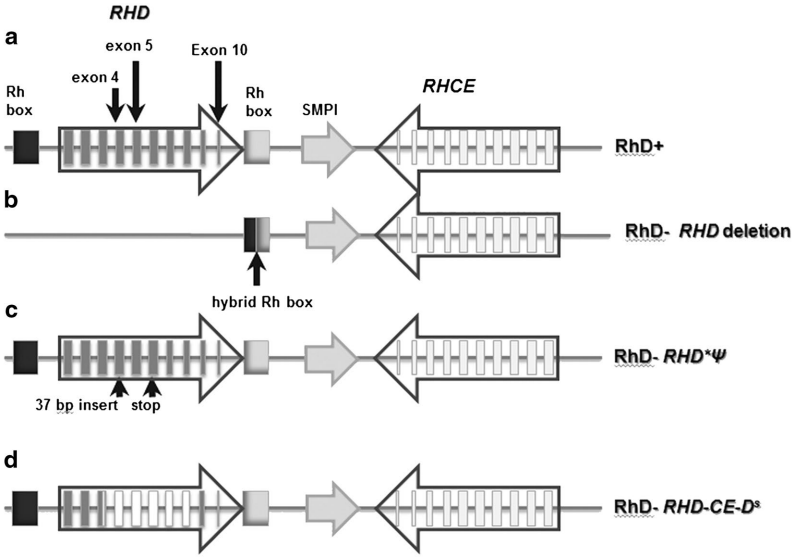 Fig.1 The RHD locus structure. (Papasavva, et al., 2016)