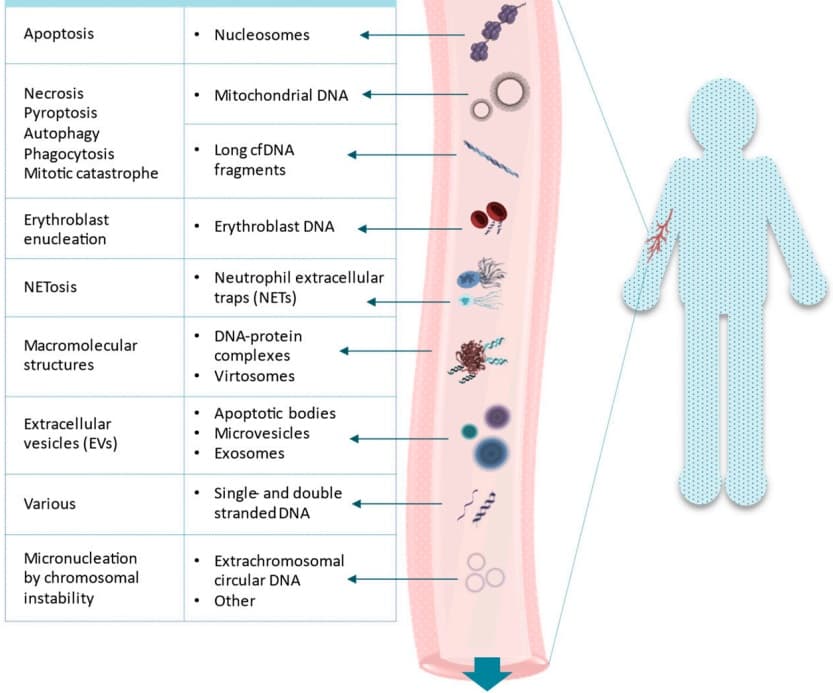 Fig.1 DNA release from dead and dying cells. (Grabuschnig, et al., 2020)