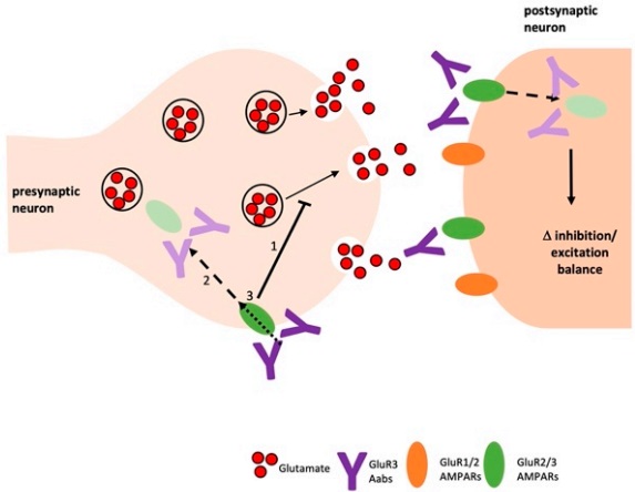 Fig.1 Function of anti-GluR3 antibody. (Day, et al., 2023)