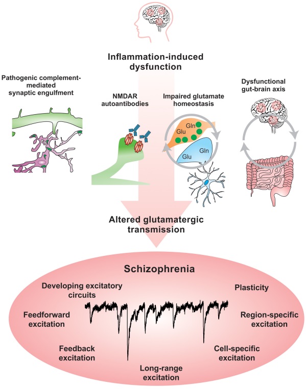 Fig.2 NMDAR autoantibodies in Schizophrenia. (Comer, et al., 2020)