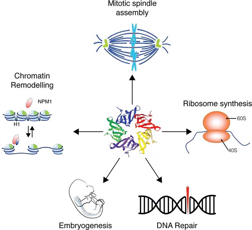 Overview of NPM1 functions within cells.