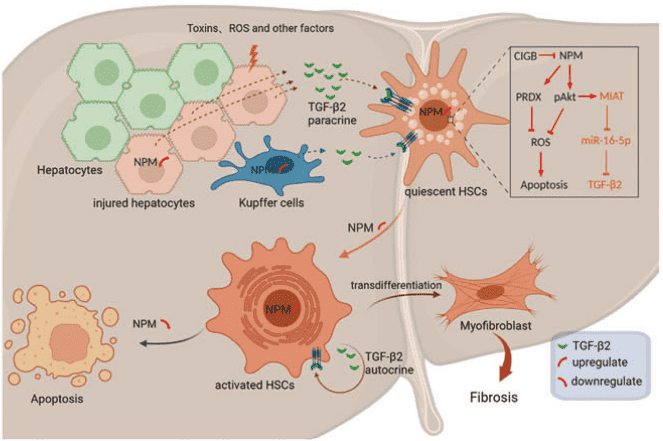 Fig.2 NPM promotes hepatotoxin-induced fibrosis. (Ding, et al., 2023)