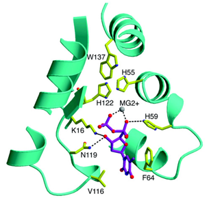 Structure of NDPK.