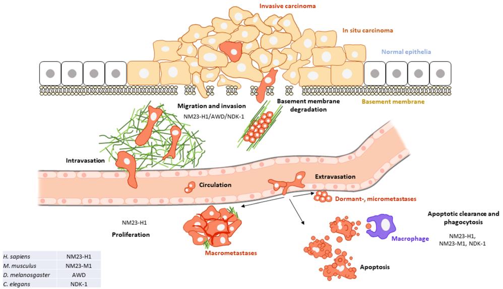 Fig.2 Function of NM23-H1 in cancer metastasis. (Mátyási, et al., 2020)