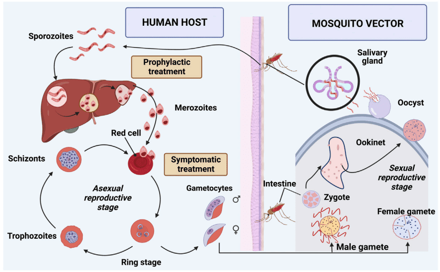 Fig.2 Malaria infection. (Chaves, et al., 2022)