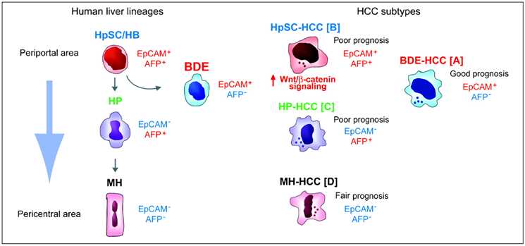 Fig.1 AFP promotes HCC progression. (Xu, Qinglong and Libin, 2021)