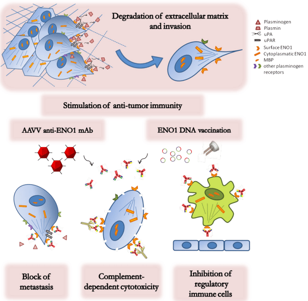 Fig.2 Anti-ENO1 antibody immunotherapy. (Principe, Paola and Francesco, 2016)