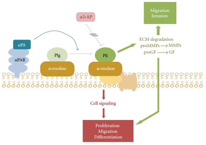 Schematic overview represents α-enolase/plasminogen interaction on the cell surface. 