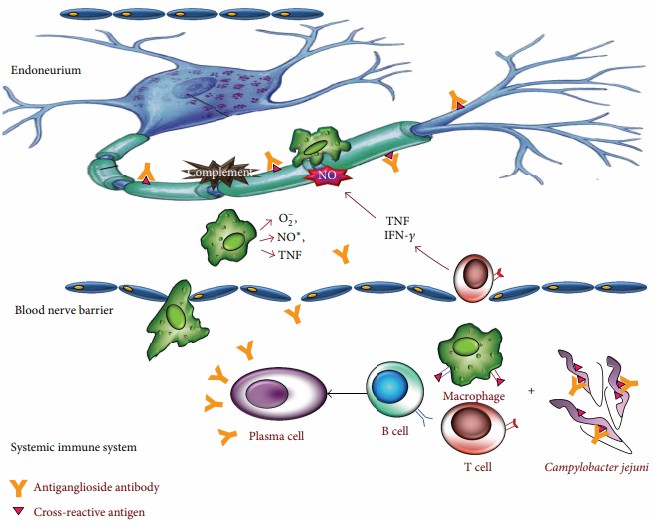 Fig.1 The production and function of antiganglioside antibodies. (Nyati and Roopanshi, 2013)