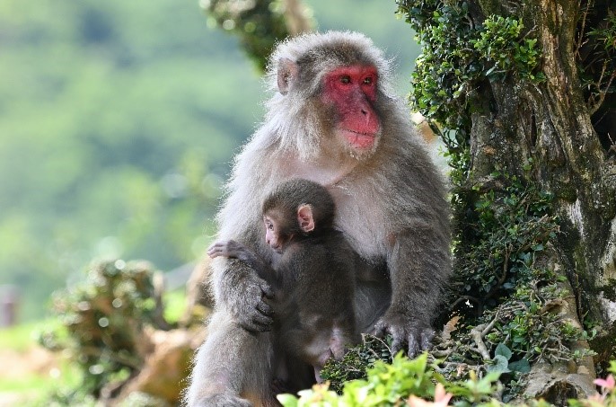 Fig.1 Brown monkey on brown wooden surface during daytime (https://unsplash.com/photos/brown-monkey-on-brown-wooden-surface-during-daytime-gYSHsshVZLM)