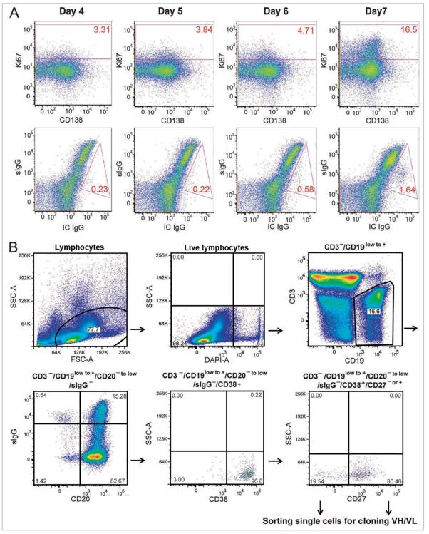 Analysis of antibody secreting cells dynamic change post immunization, and sorting of single antibody secreting cells by flow cytometry.