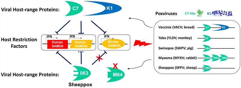 Summary of SAMD9/L restriction factors in human and mice and their antagonism by different poxviruses.