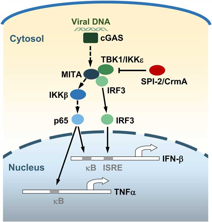 A model of the roles of SPI-2/CrmA in virus-triggered induction of downstream genes.