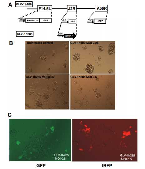 VACV expressing BMP-4 facilitates differentiation of GBM CSCs.