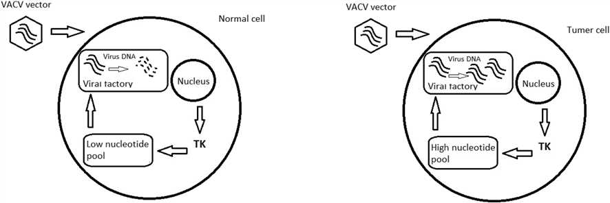 The expression of TK is generally decreased in normal cells but increased in rapidly proliferating tumor cells.