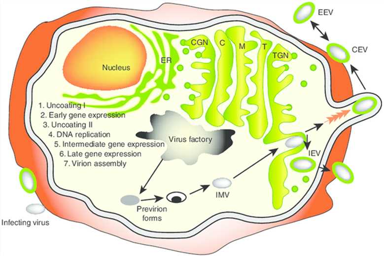 Vaccinia virus life cycle.