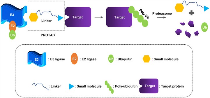 A schematic diagram of the small molecule-based Protein Degraders. 