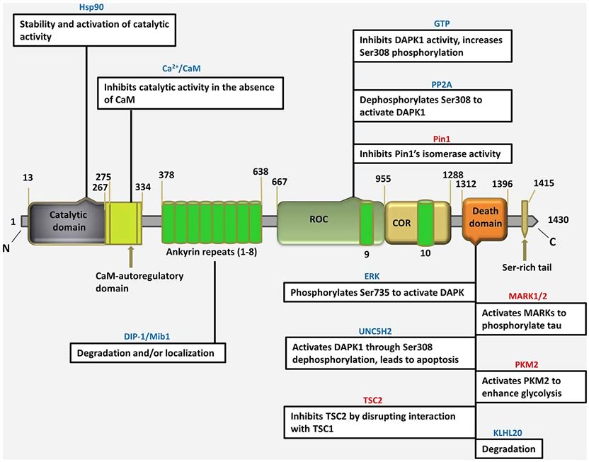 Schematic depiction of the DAPK1 structure.