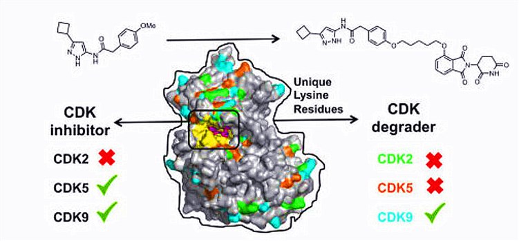 Synthesis of a Protein Degraders that selectively degrades cyclin-dependent kinase 9 (CDK9).