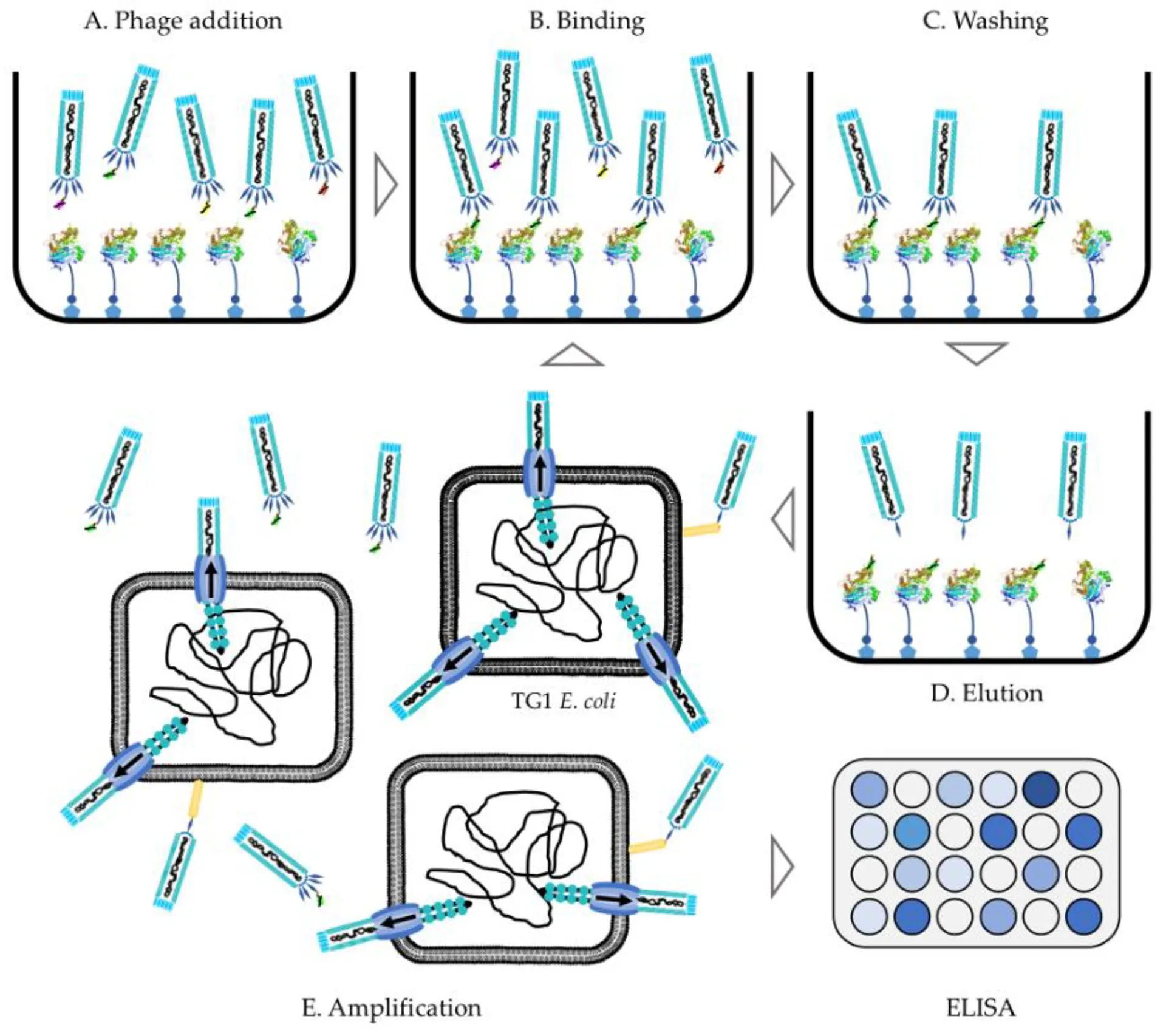 An example of library screening and validation processes. (Creative Biolabs Original)