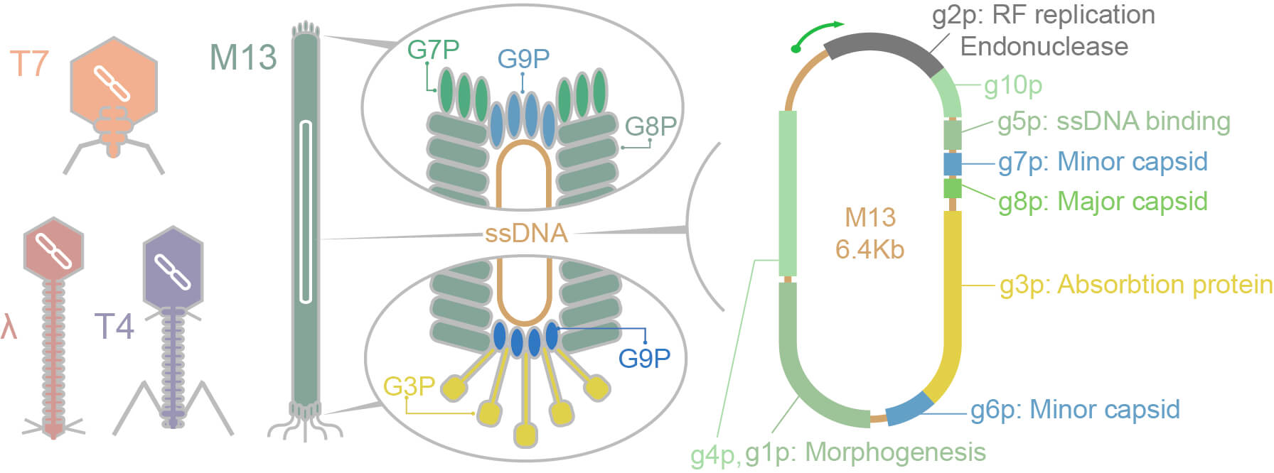 Fig. 2 Schematic diagram of phage structure. (Creative Biolabs Original)