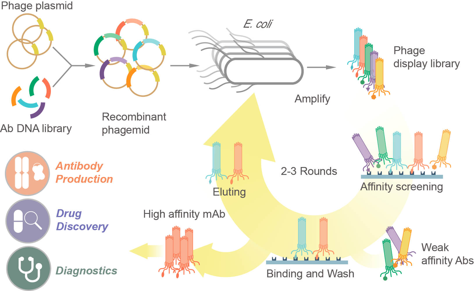 Fig. 1 Phage display library construction process. (Creative Biolabs Original)