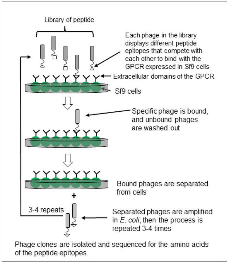 Phage display peptide library screening and biopanning.