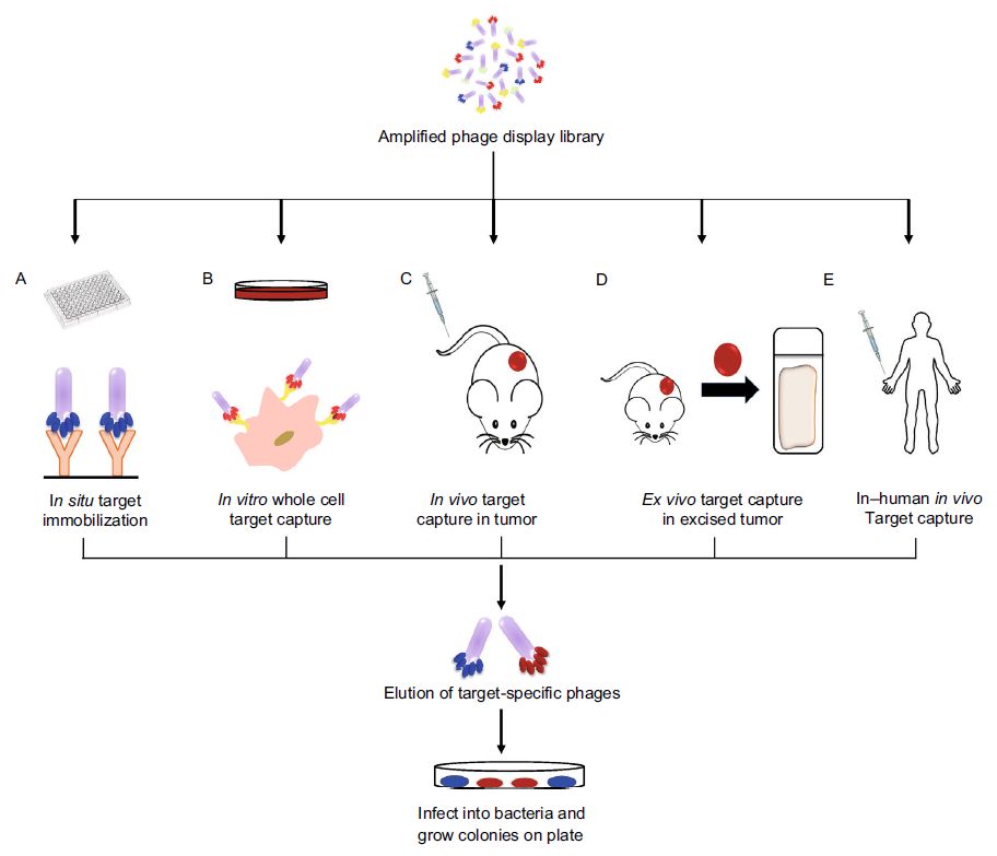 High-affinity peptide screening based on phage display screening.