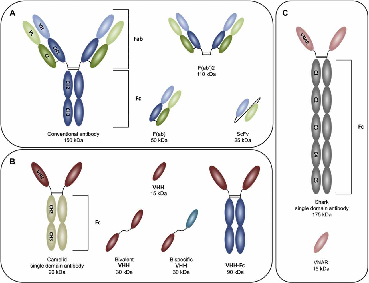 Fig. 1 Overview of different antibody formats. (Timo W M De Groof, 2019)