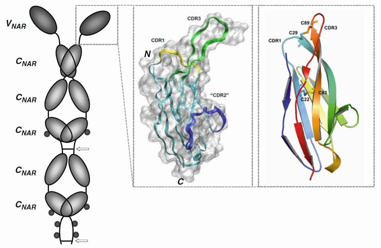 Fig. 2 The structure of IgNAR and VNAR. (Nuttall SD, 2012)