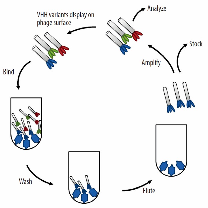 Fig. 3 Procedure of solid phase panning of VHH using phage display. (Dorota Smolarek, 2012)