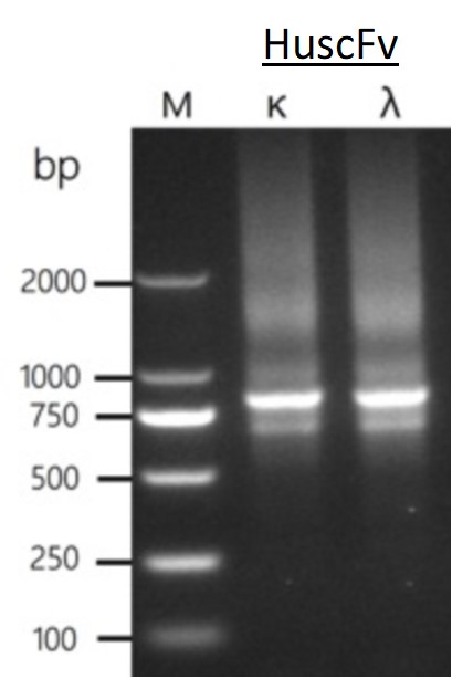 Fig. 5 PCR assembling scFv (Creative Biolabs Original)