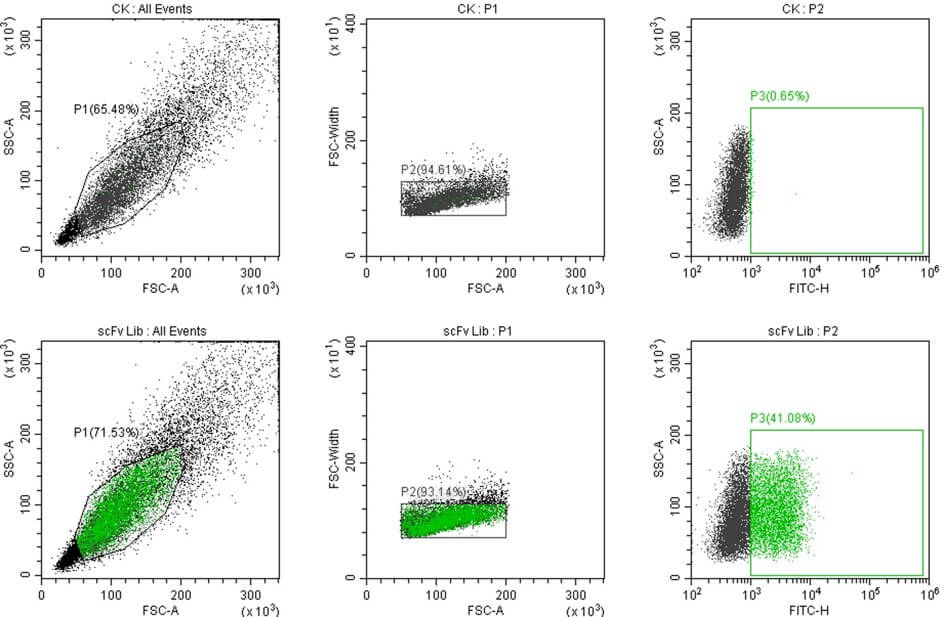 Fig. 6 Good display efficiency tested by FACS (Creative Biolabs Original)