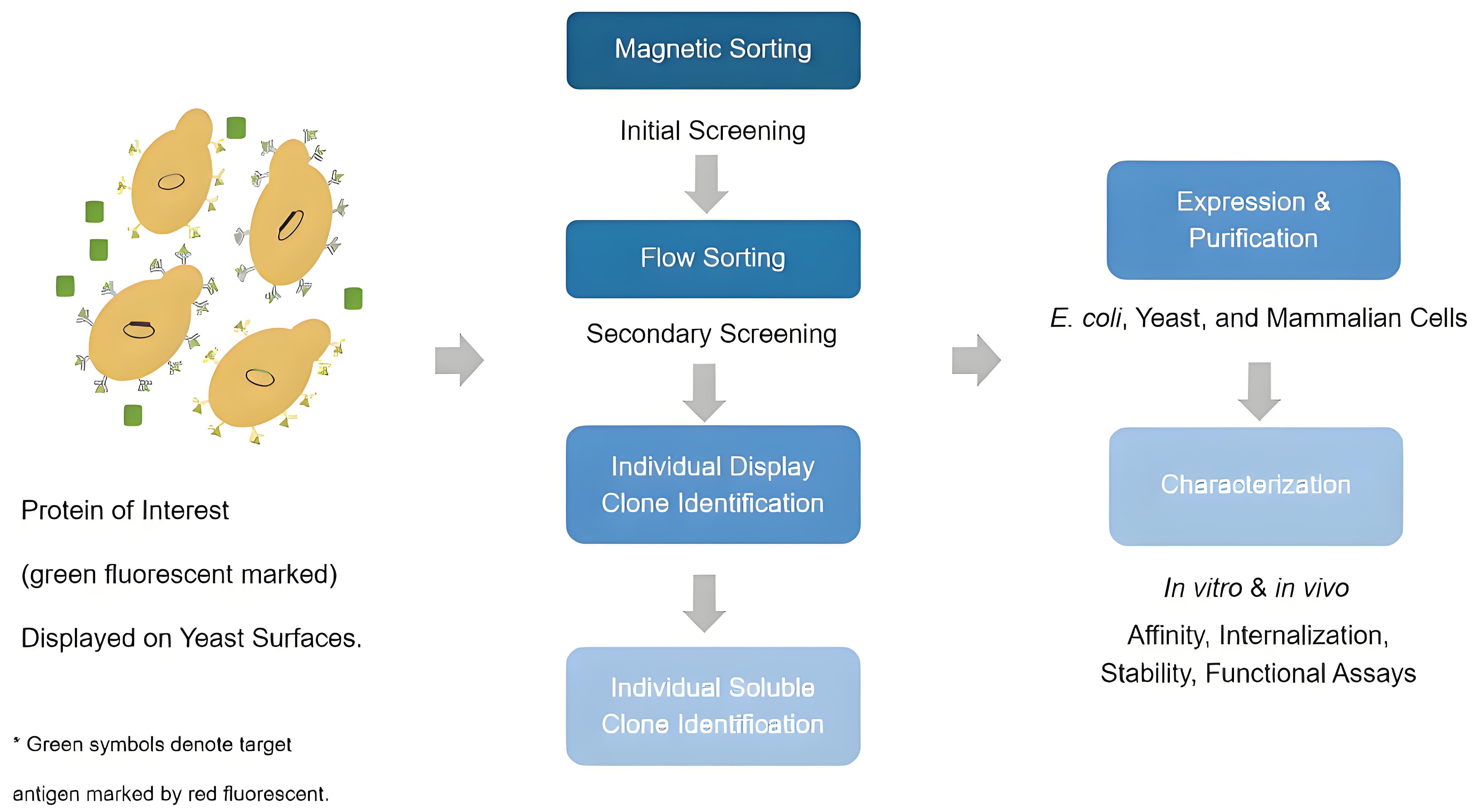 Fig. 1 Workflow of yeast display library screening. (Creative Biolabs Original)