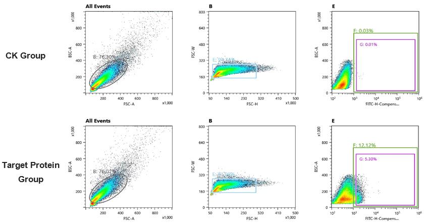 Fig. 2 Round one of yeast display antibody library screening. (Creative Biolabs Original)