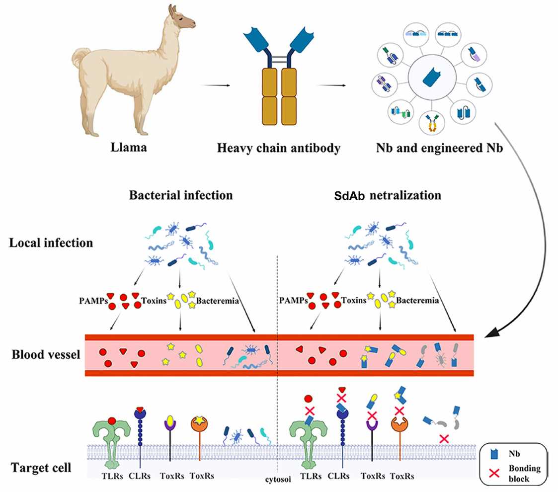 Fig. 1 The single domain antibodies take effects in several ways against bacterial infection. (Qian Qin, 2022)