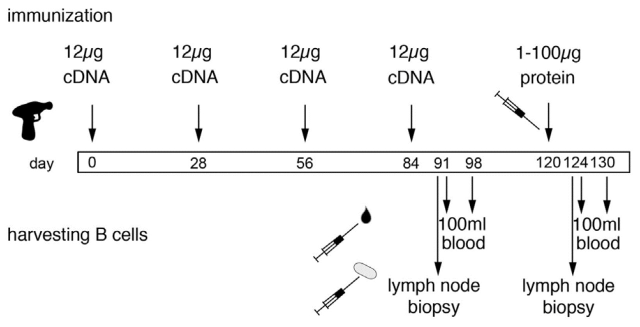 Fig. 2 Schematic diagram of the genetic immunization strategy to generate sdAbs against membrane proteins. (Thomas Eden, 2017)