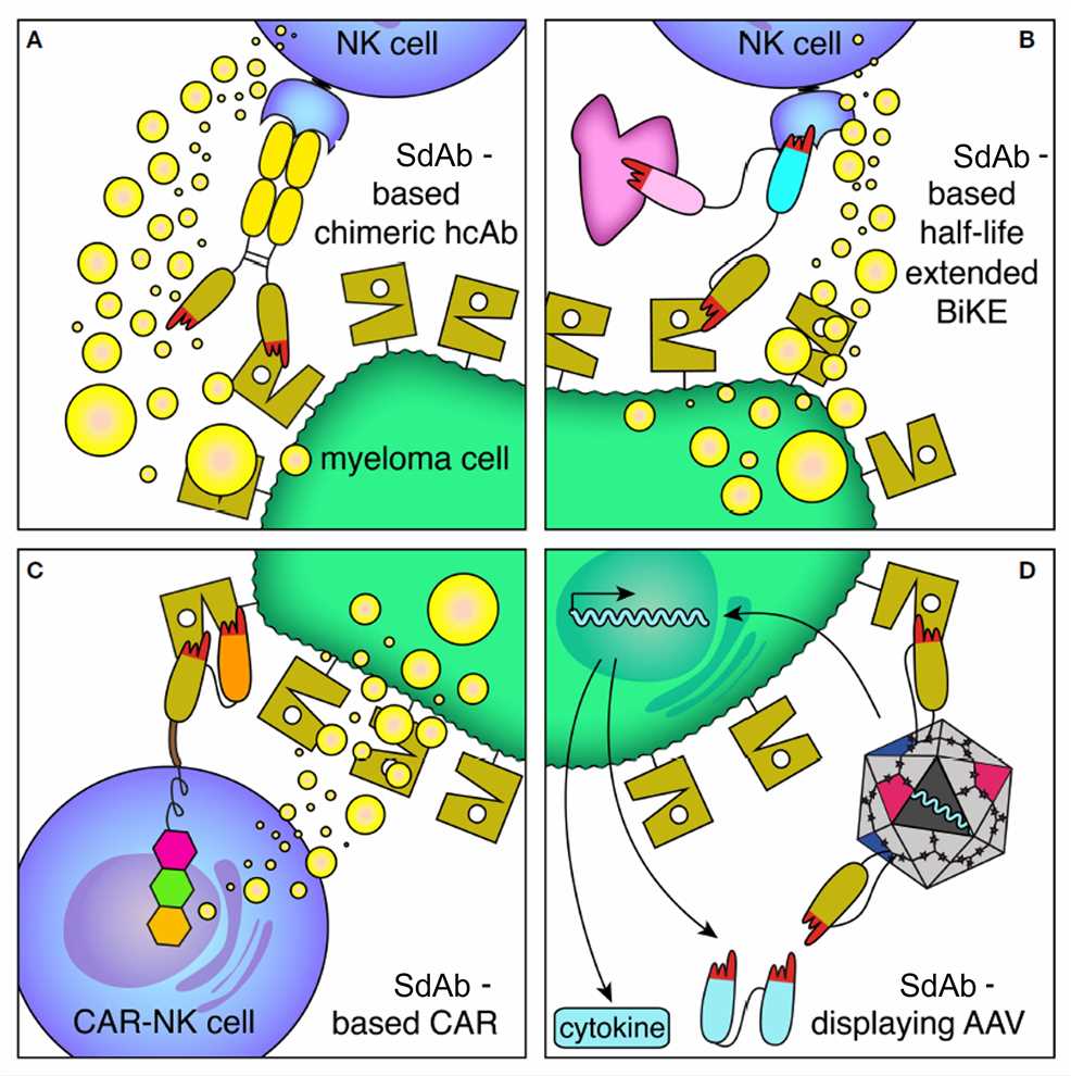 Fig. 3 Schematic illustration of the mode of action of the CD38-specific sdAb-based hcAbs, BiKEs, CARs and sdAb-displaying AAVs. (Julia Hambach, 2022)